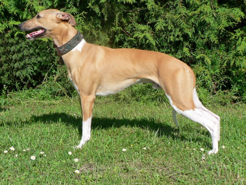 CH. El ninio Mosquito