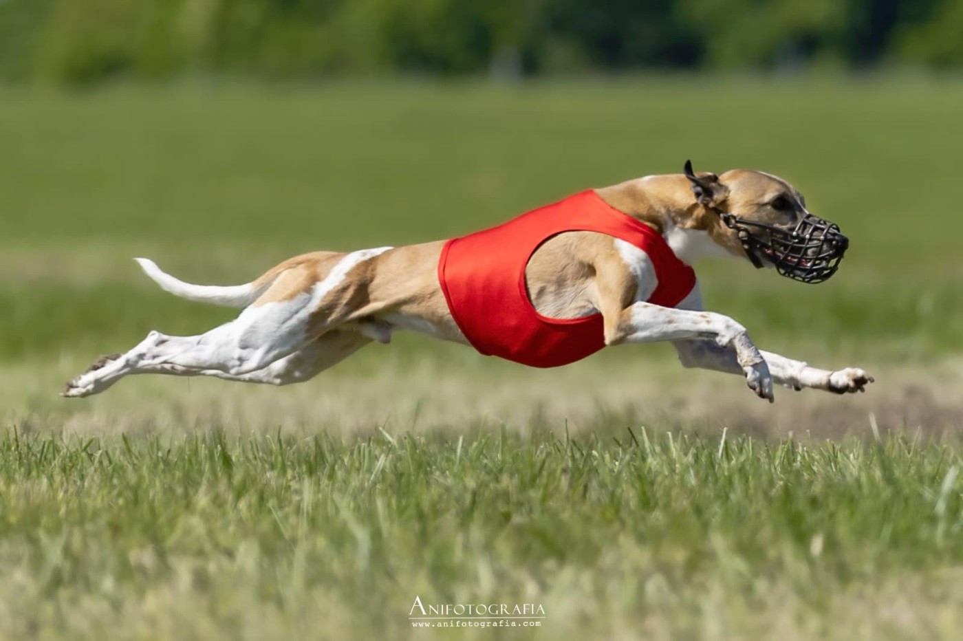 CH. MALOCITO TORERO CAMOMILLO